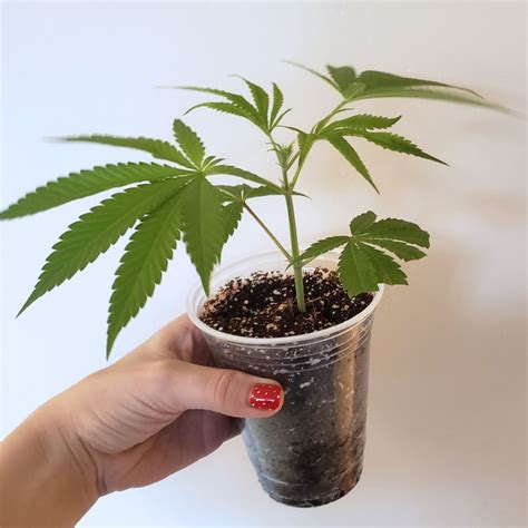 can i grow clone in ziplock bag|how to grow clones.